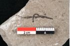Foto (Detailansicht) von Cystoseira communis Unger (NHMW-GEO-2024-0188-6638)
